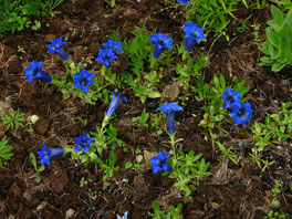 Kochscher Enzian (Gentiana acaulis) Alpinum Schweizer Alpen