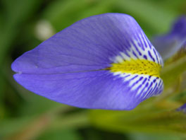 Iris sp.