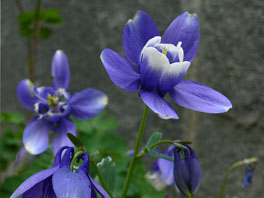 Alpen-Akelei (Aquilegia alpina) Alpinum Schweizer Alpen