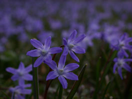 Schneestolz (Chionodoxa luciliae)