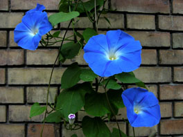 Himmelblaue Prunkwinde (Ipomoea tricolor 'Heavenly Blue') Birlihaus