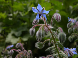 Boretsch (Borago officinalis) Heilpflanzengarten