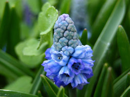 Himmelblaue Traubenhyacinthe (Muscari azureum) Steppenhaus