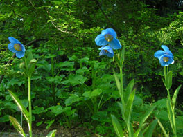 Grosser Scheinmohn (Meconopsis grandis) Asiatisches Moorbeet