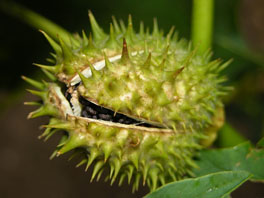 Gemeiner Stechapfel (Datura stramonium) Heilpflanzengarten