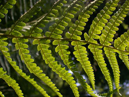 Echter Wurmfarn (Dryopteris filix-mas) ganzer Garten