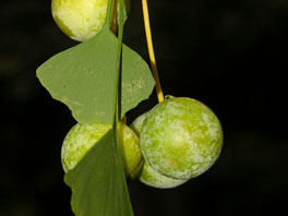 Ginkgobaum (Ginkgo biloba) verschiedene Gartenteile