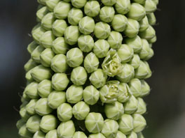 Agave bracteosa Sukkulentenhaus