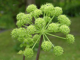 Engelwurz (Angelica archangelica) Heilpflanzengarten