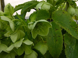 Korsische Nieswurz (Helleborus lividus ssp. corsicus) Mittelmeerhaus