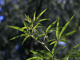 Mönchspfeffer (Vitex agnus-castus) Heilpflanzengarten