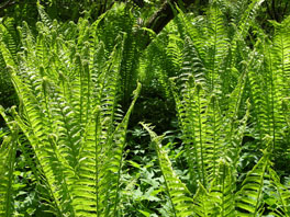 Straußenfarn (Matteuccia struthiopteris) Arboretum