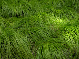 Weisse Segge (Carex alba)  Pfingstrosenrabatte