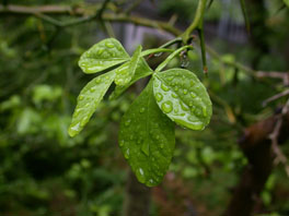 Dreiblatt-Zitrone (Citrus trifoliata) Asien