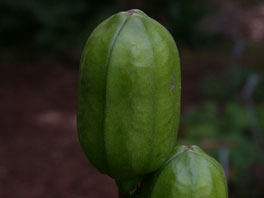 Riesenlilie (Cardiocrinum giganteum) Waldgarten