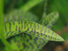 Geflecktes Knabenkraut (Dactylorhiza maculata) Alpinum Urgestein