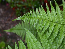 Echter Wurmfarn (Dryopteris filix-mas) ganzer Garten