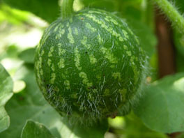 Koloquinte (Citrullus colocynthis) Heilpflanzengarten