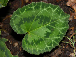 Griechische Zyklame (Cyclamen graecum)