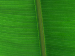 Banane (Musa sp.) Palmenhaus
