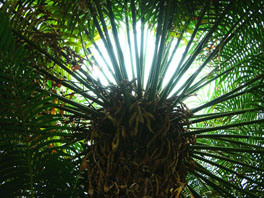 Cycas circinalis Farnhaus