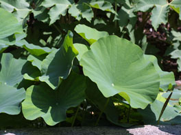 Indische Lotusblume (Nelumbo nucifera) bei den Sumpftrögen