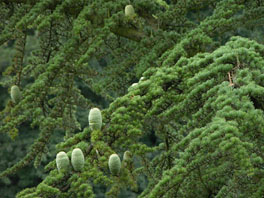 Libanon-Zeder (Cedrus libani) Arboretum