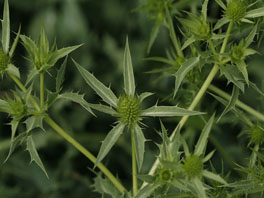 Feld-Mannstreu (Eryngium campestre) Heilpflanzengarten