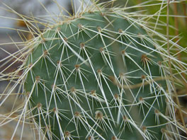 Opuntia erinacea Vitrine Amerikanische Sukkulenten