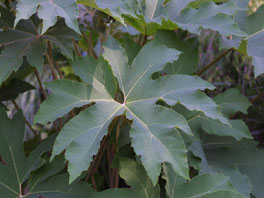 Chinesischer Reispapierbaum (Tetrapanax papyrifer) Hochbeet Terrasse Asiatische Kübelpflanzen