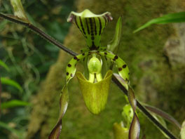Paphiopedilum sp. Orchideenhaus