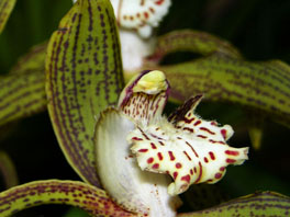 Cymbidium tracyanum Sukkulentenhaus