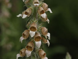 Wolliger Fingerhut (Digitalis lanata) Heilpflanzengarten