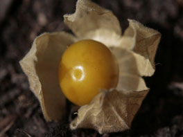 Andenbeere (Physalis peruviana) Nutzpflanzengarten