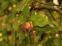 Mispel (Mespilus germanica) oberhalb  Ruderalfläche