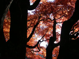 Fächer-Ahorn (Acer palmatum) Arboretum