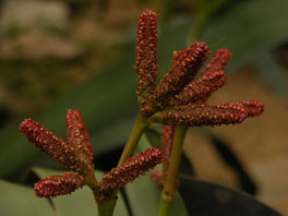 Welwitschia mirabilis Sukkulentenhaus