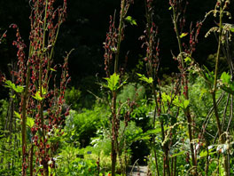 Kron-Rhabarber(Rheum palmatum ssp. tanguticum) Heilpflanzengarten