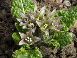 Alraune (Mandragora officinarum) Heilpflanzengarten