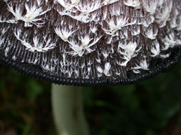 Schopftintling (Coprinus comutatus) Arboretum