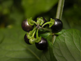 Schwarzer Nachtschatten (Solanum nigrum) Heilpflanzengarten