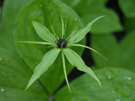 Vierblättrige Einbeere (Paris quadrifolia) Heilpflanzengarten