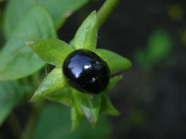 Tollkirsche (Atropa bella-dona) Heilpflanzengarten