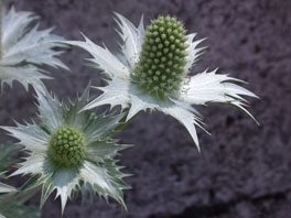 Riesen-Mannstreu (Eryngium giganteum) vor Forschungshaus