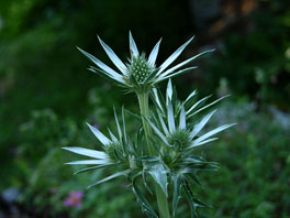 Bourgats Edeldistel (Eryngium bourgatii) Alpinum Pyrenäen