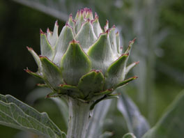 Gemüse-Artischocke (Cynara scolymus) Heilpflanzengarten