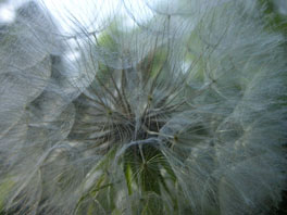 Haferwurzel (Tragopogon porrifolius) Alpinum