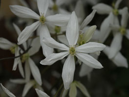 Armands Waldrebe (Clematis armandii) Birlihaus