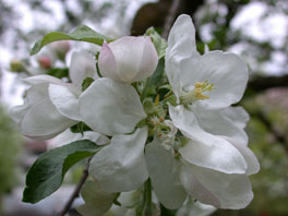 Apfelbaum  (Malus domesticus 'Gravensteiner')  Schmetterlings- und Raupengarten