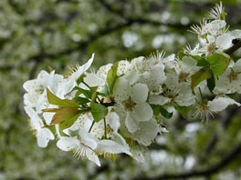 Kirschpflaume (Prunus cerasifera) Zaubernusswäldchen